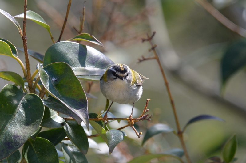 Roitelet triple-bandeau